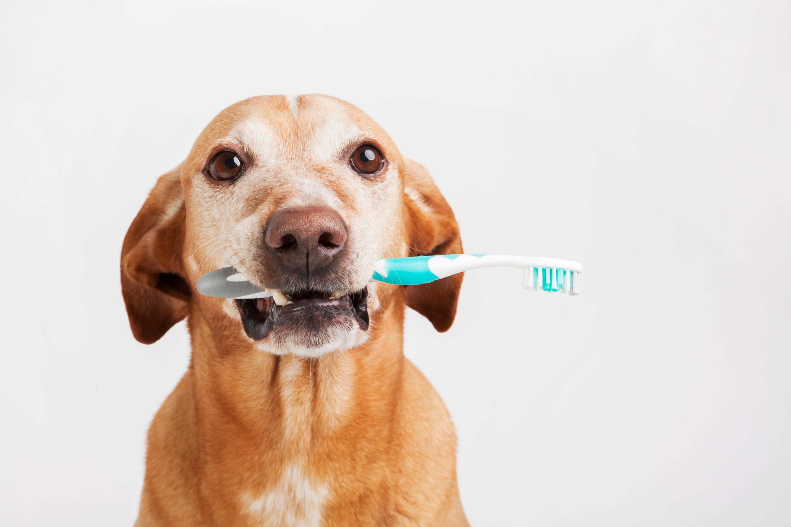 Brown Dog Holding A Toothbrush On A Bright Background. Health Ca